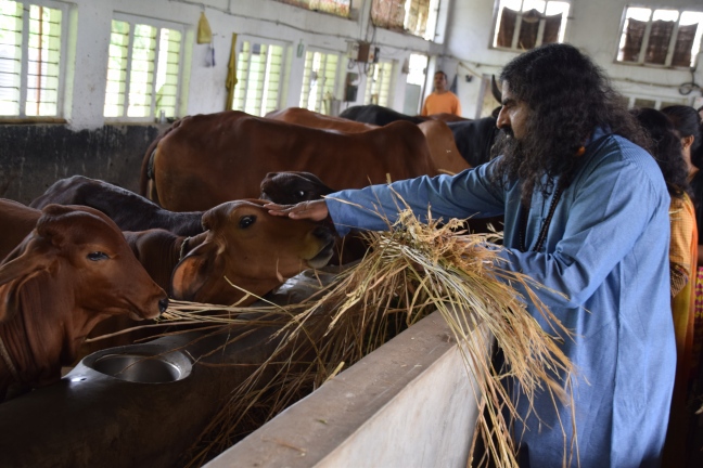 pkmohan - Mohanji - Atmananda - Mohanji with Cows.JPG